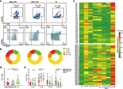 Higher TIGIT+ γδ TCM cells may predict poor prognosis in younger adult patients with non-acute promyelocytic AML